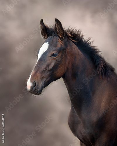 Fototapeta Naklejka Na Ścianę i Meble -  Foal close up portrait isolated
