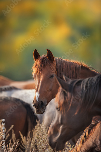 Horses in the autumn field