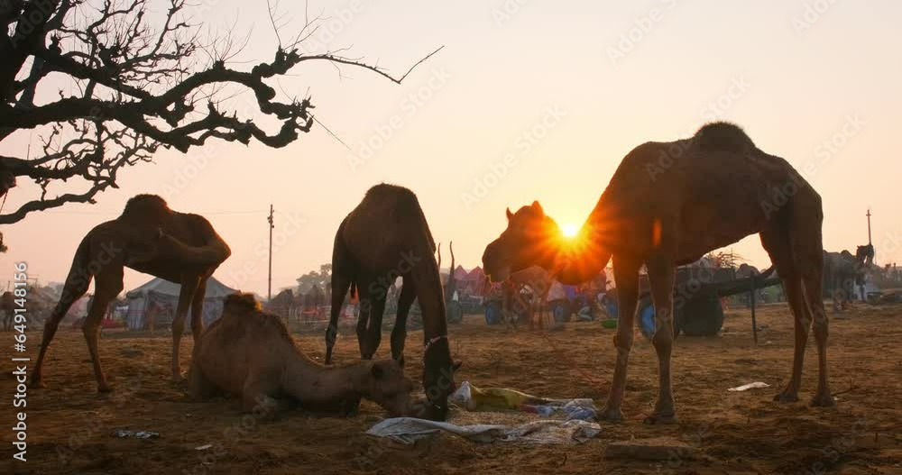 Famous indian camels trade Pushkar mela camel fair festival in field. Camels eating chewing at sunrise. Pushkar, Rajasthan, India, Asia