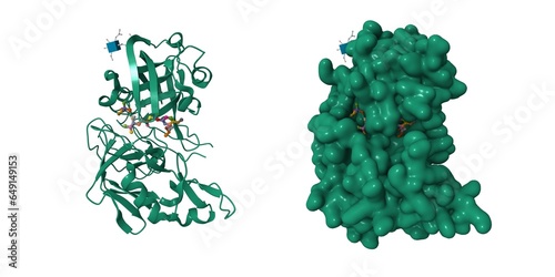 Crystal structure of renin with inhibitor aliskiren. 3D cartoon and Gaussian surface models, chain id color scheme, PDB 2v0z