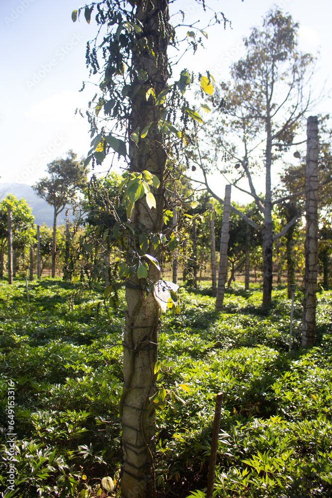 Fototapeta premium Pepper trees are dying Pepper trees are dying due to fungal diseases and nematodes