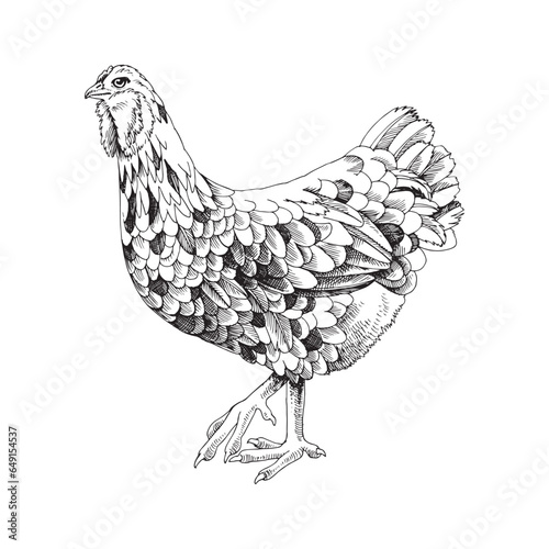 Hand drawn ameraucana chicken illustration
