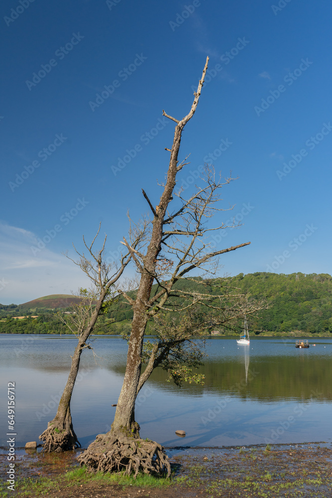 Trees on the shoreline of Ullswater near Pooley Bridge, Cumbria Trees on the shoreline of Ullswater near Pooley Bridge, Cumbria