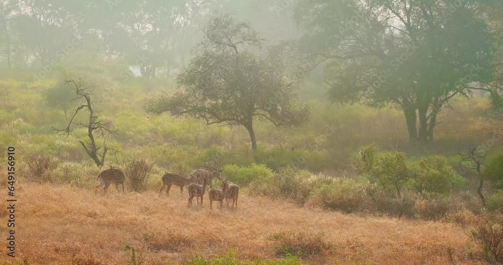 Big family of spotted deers (chital) walking in the morning mist in forest. Green trees, bushes, grass. Perfect sunrise in Ranthambore National park. Ecology environment concept. Rajasthan, India Big family of spotted deers (chital) walking in the morning mist in forest. Green trees, bushes, grass. Perfect sunrise in Ranthambore National park. Ecology environment concept. Rajasthan, India