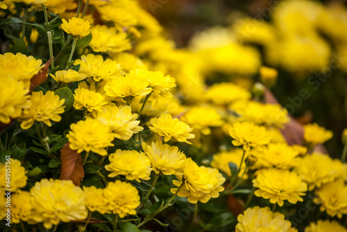 Beautiful yellow flowers in autumn.