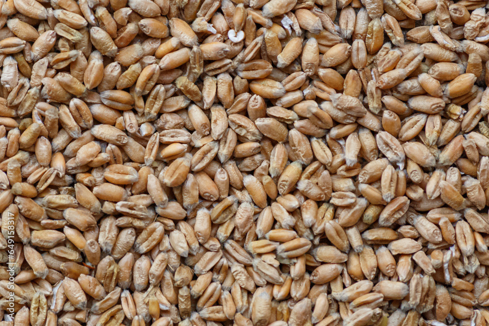 wheat texture, wheat grain background wheat texture, wheat grain background