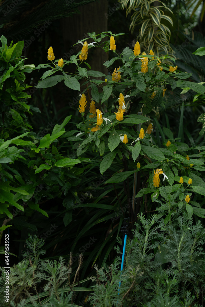 yellow flowers in the garden yellow flowers in the garden