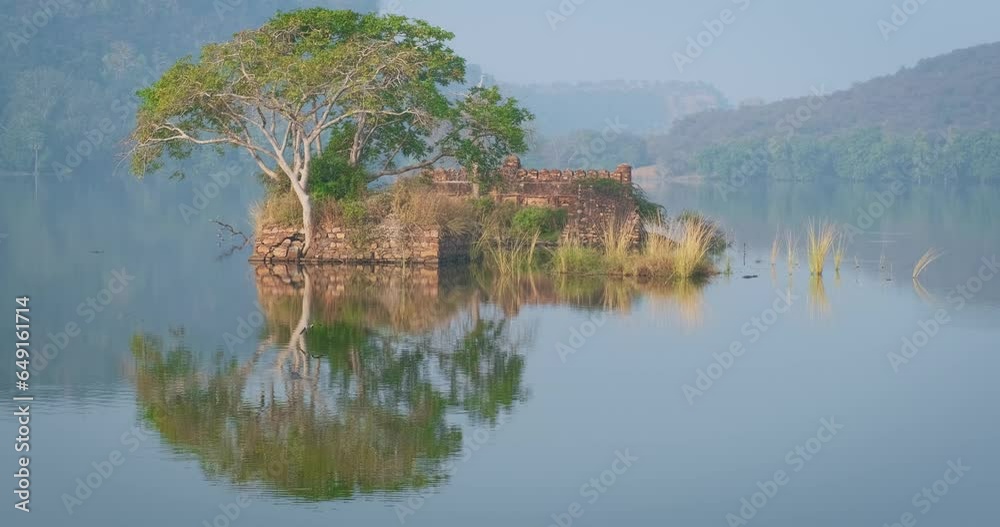 Serene morning on lake Padma Talao. Birds flying, crocodiles floating. Tree and ruins are reflected in mirror water. Ranthambore National Park, Rajasthan, India, Asia Serene morning on lake Padma Talao. Birds flying, crocodiles floating. Tree and ruins are reflected in mirror water. Ranthambore National Park, Rajasthan, India, Asia
