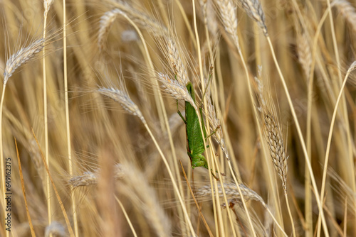 Grünes Heupferd (Tettigonia viridissima), auch Großes Heupferd, Großes Grünes Heupferd, selten auch Grüne Laubheuschrecke genannt, photo