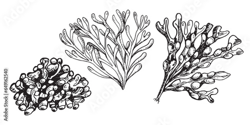 Vector sea plant ink hand drawn illustration isolated on white background. Single lithotamnia, agar agar, ascophyllum seaweed black white line. Design element for package, label, wrapping, trade