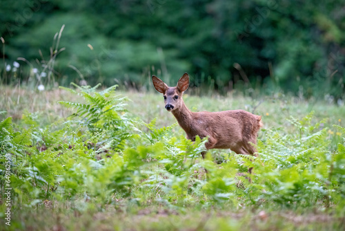 Chevreuil  capreolus capreolus  faon en   t  . Alpes. France