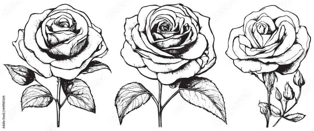 Hand drawn rose vector. Beautiful flower on a transparent background ...