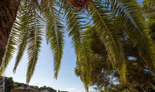 Palm tree at one of the beaches of Cala d Or  Mallorca.