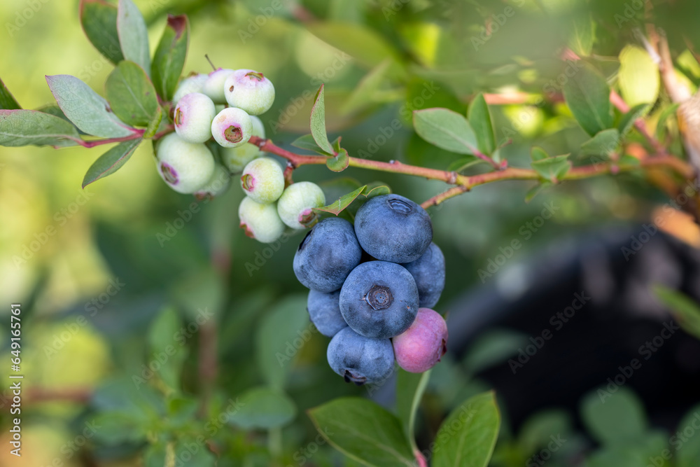 Blueberry farm with bunch of ripe fruits on tree during harvest season in Izmir, Turkey. Blueberry picking history. Blueberry farm with bunch of ripe fruits on tree during harvest season in Izmir, Turkey. Blueberry picking history.