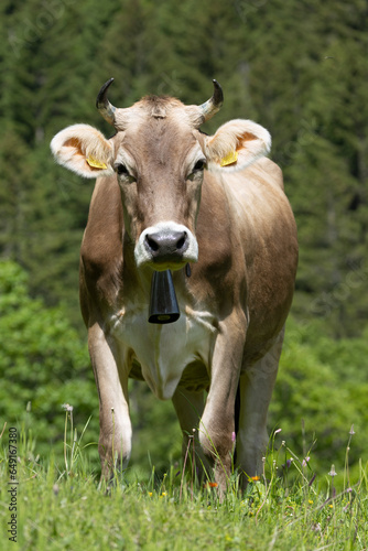 Rind in den schweizer Alpen