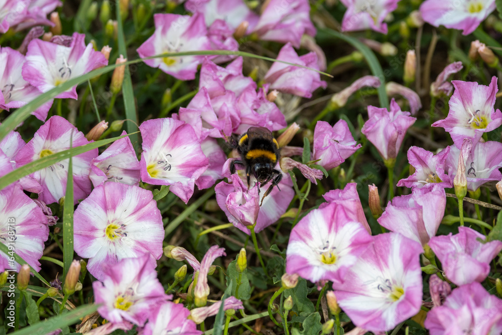 Ackerwinde (Convolvulus arvensis) und Hummel