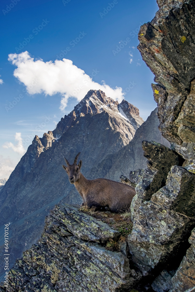 Alpine ibex (female - Capra ibex) resting on the edge of a cliff with Mount Viso or Monviso (3841 m above the sea level) in the background, Summer, Alps Mountains, Italy. Vertical.