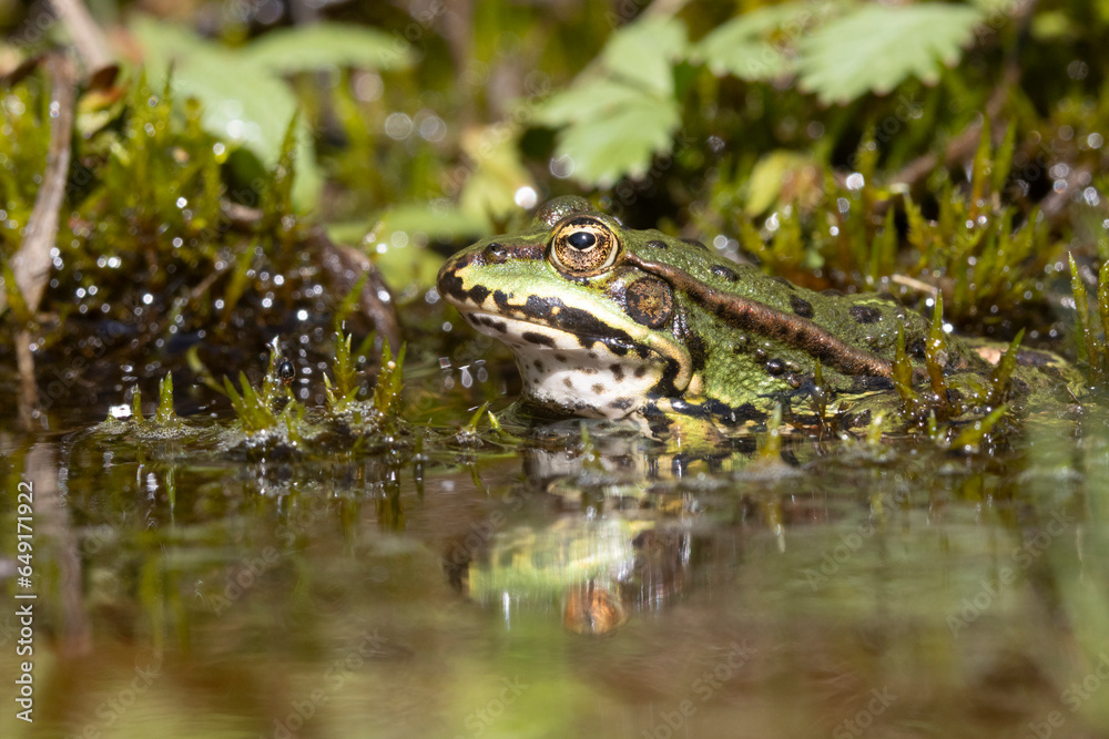 Grünfrosch (Pelophylax „esculentus“) Grünfrosch (Pelophylax „esculentus“)