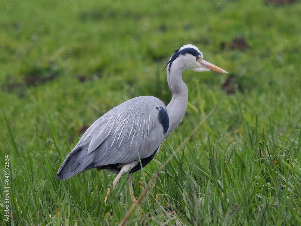 Graureiher (Ardea cinerea)