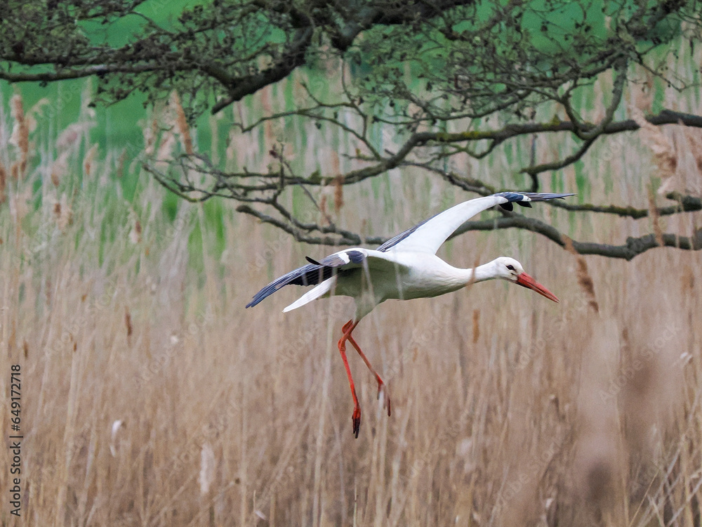 Obraz premium Weißstorch&nbsp;(Ciconia ciconia)