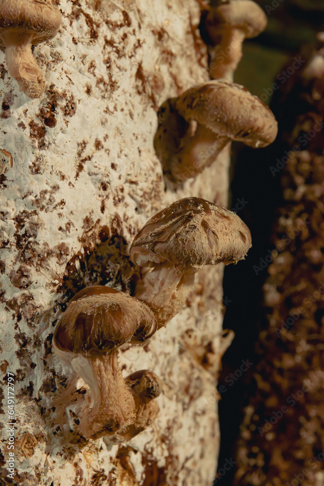 Fototapeta premium close up on mushrooms cultivation