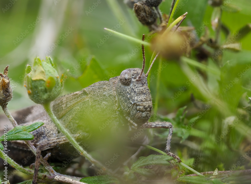 Blauflügelige Ödlandschrecke (Oedipoda caerulescens) Blauflügelige Ödlandschrecke (Oedipoda caerulescens)