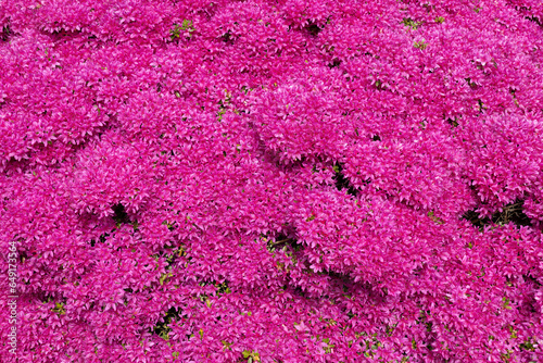 Rhododendron Hatsugiri Flowers Background photo