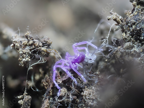 Westeuropäischer Krümelkanker (Anelasmocephalus cambridgei) photo