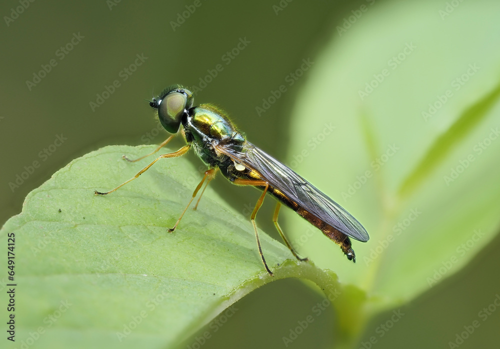 Zweipunkt-Dungwaffenfliege (Sargus bipunctatus) Zweipunkt-Dungwaffenfliege (Sargus bipunctatus)