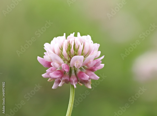 Schwedenklee (Trifolium hybridum)