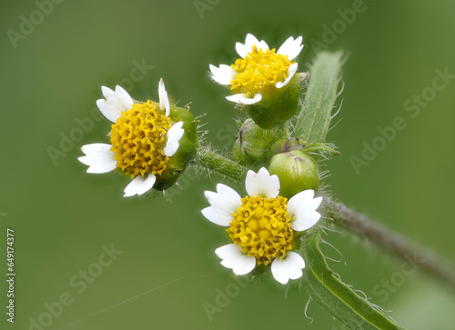 Behaartes Knopfkraut oder Behaarte Franzosenkraut (Galinsoga ciliata)
