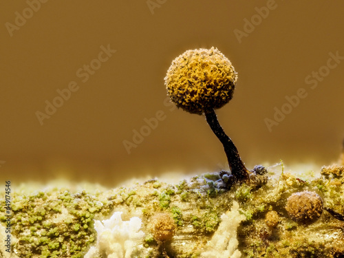 Fotografie Myxomyceten-Fruchtstände