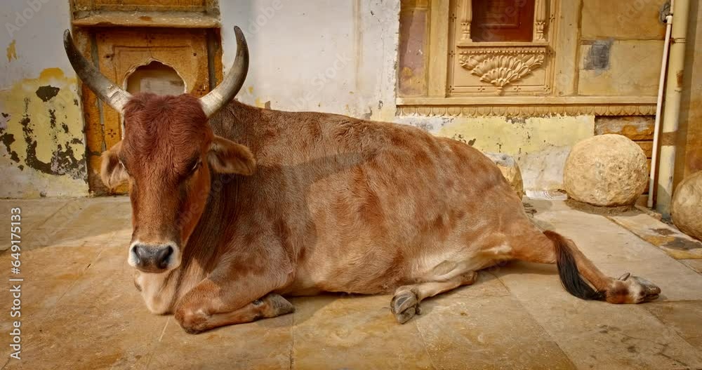Holy animal carefree Indian cow lying resting on the street of Jaisalmer. Rajasthan, India, Asia