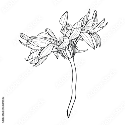 Beautiful monochrome, line, black and white gerbera flower isolated. Hand-drawn contour lines and strokes. Gerbera pasta carbonara. Curly flower illustration.