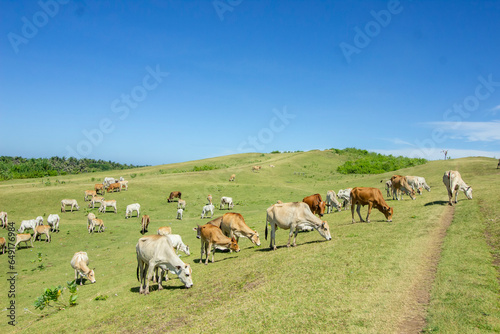 Panorama with grazing cows on the savanna