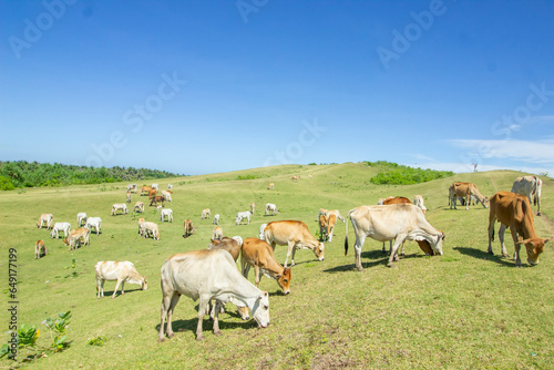 Panorama with grazing cows on the savanna