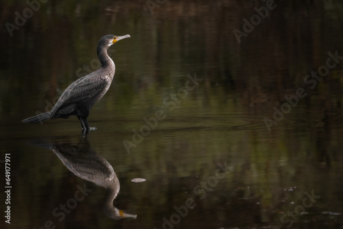 Kormoran