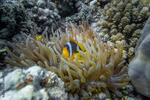 Anemonenfische - Ägypten Marsa Alam