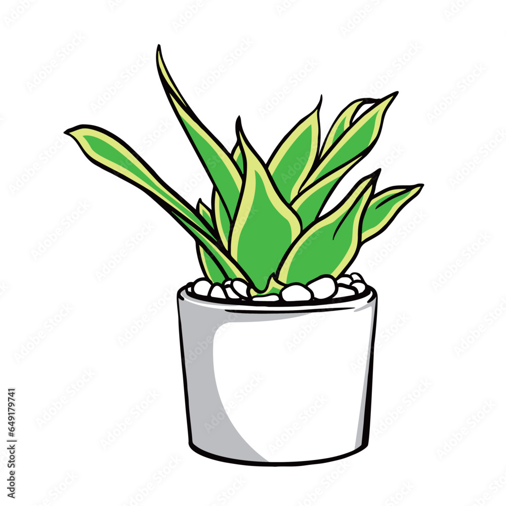 vector illustration of fresh green Sansevieria plant in pot on white background
