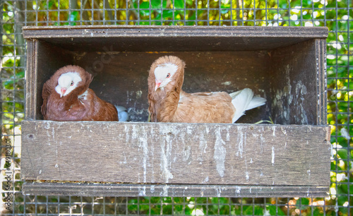 Old Dutch Capuchine (Columba cucullata) photo