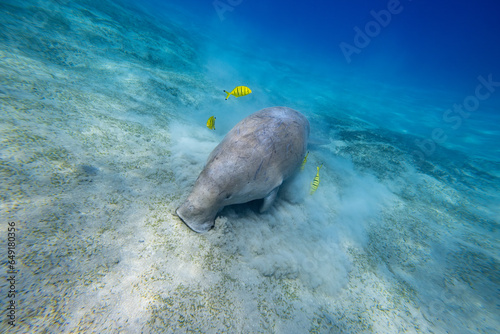 Dugong - Seekuh - Ägypten, Marsa Alam