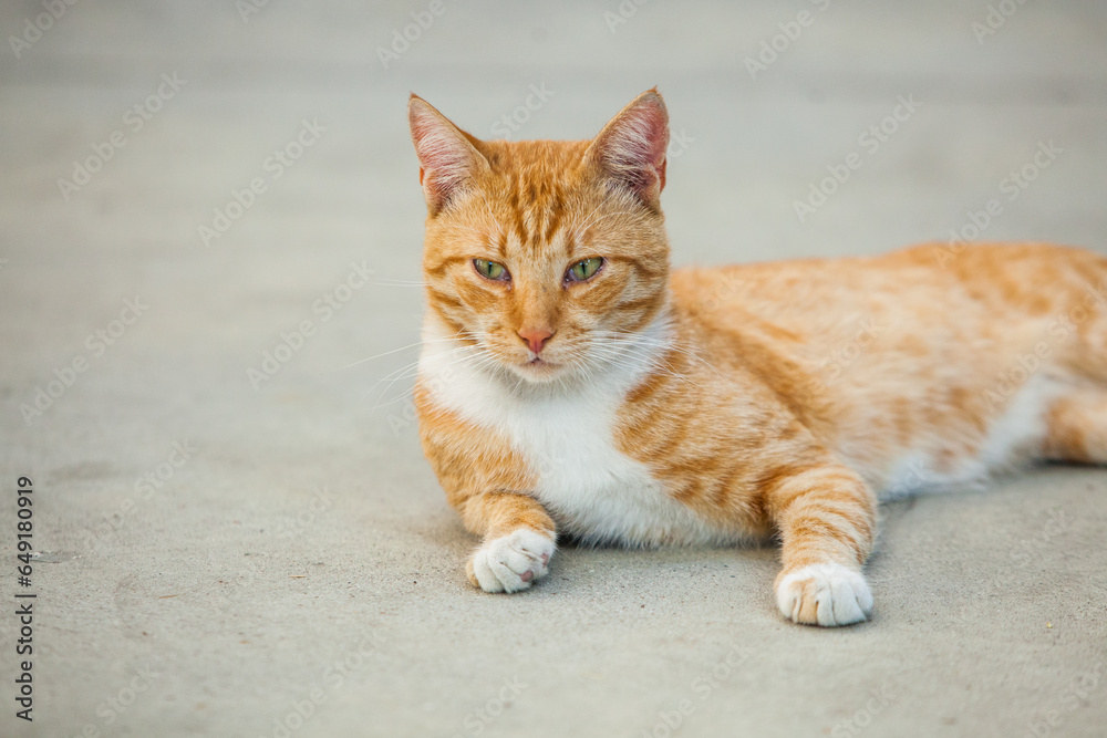 Orange cat lying on the concrete floor and looking at the camera.