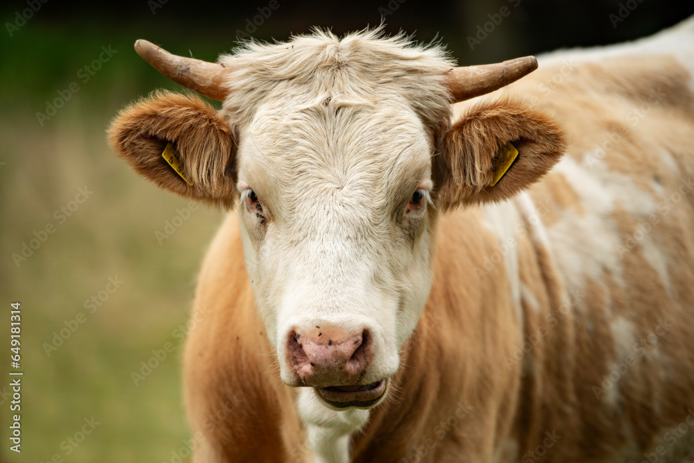 Cow on a pasture Cow on a pasture