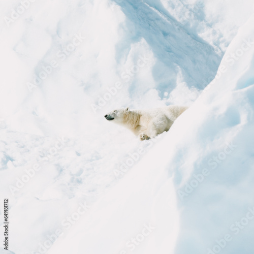 Polar bear resting on a iceberg in the arctic