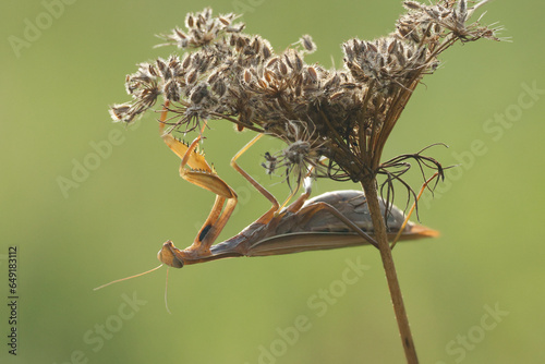 Europäische Gottesanbeterin (Mantis religiosa) photo