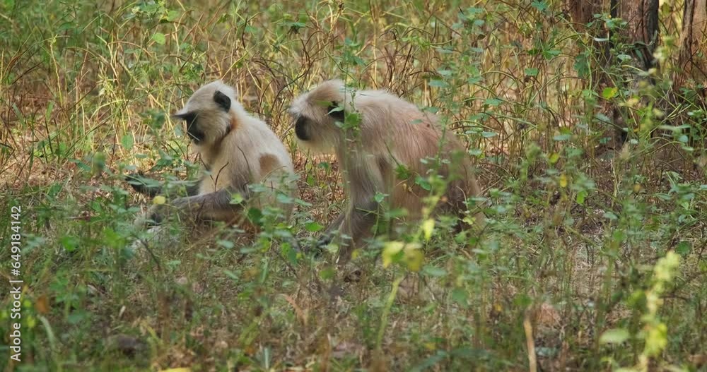 Indian common Gray langur or Hanuman langur monkey ape eating grass and looking around in jungle. Ranthambore national park, Rajasthan, India, Asia Indian common Gray langur or Hanuman langur monkey ape eating grass and looking around in jungle. Ranthambore national park, Rajasthan, India, Asia