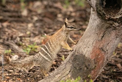 Numbat