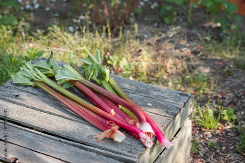 Freshly harvested rhubarb on wooden crate photo