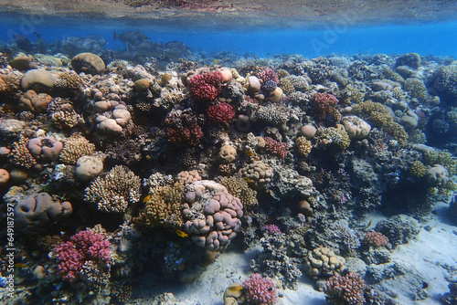 coral reef in the Red Sea © jonnysek
