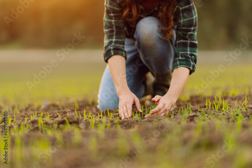 Farm owner works in the field, inspecting mature wheat sprouts. The woman touches the seedling and checks the quality and its growth. Growing agricultural crops, green shoots.